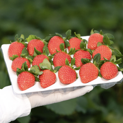 향과씨 설향딸기